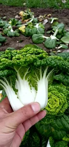[黄心菜批发]安徽蚌埠怀远县黄心菜 0.25元/斤黄心菜 _ 一亩田