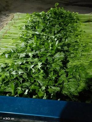 [毛芹批发]安徽蚌埠怀远县芹菜 0.60元/斤精选优质香芹/毛芹 _ 一亩田