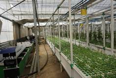 智慧农业新篇章 学院教师调研金普新区无土栽培蔬菜工厂实践