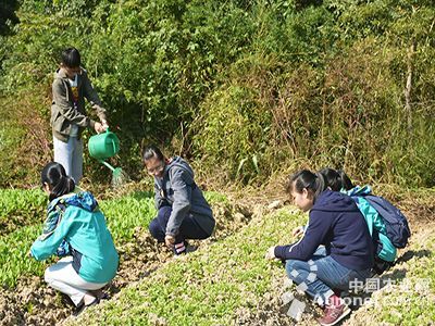 河内五分彩玩法解析与怀远蔬菜的融合发展