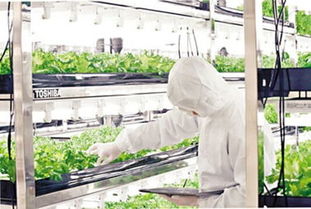 东芝在废弃工厂开展无阳光无泥土种植，怀远蔬菜引领农业新革命