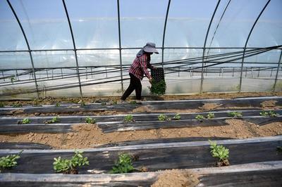 怀远“扶贫大棚”育苗忙，蔬菜产业带动乡村振兴