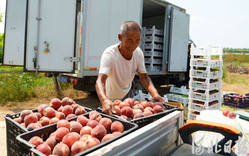 河北永清 优质果品俏销京津，怀远蔬菜香飘四方