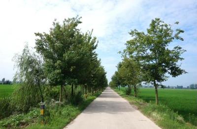 安徽怀远河溜镇 绿色发展生态浓 乡村振兴如画来