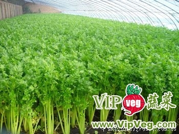 怀远芹菜大量上市，助力本地蔬菜市场供应