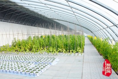 而今迈步从头越 砥砺奋进再出发——怀远蔬菜产业振兴发展纪实