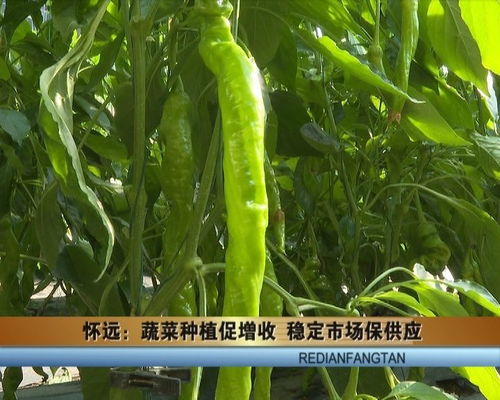 怀远蔬菜 种植促增收，稳定市场保供应