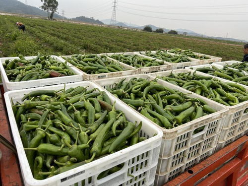新春走基层 清远佛冈县龙山镇特色农产品畅销大湾区