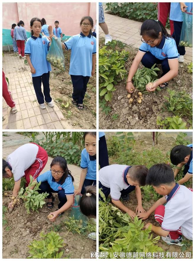 劳动播撒希望 实践点亮童心——怀远县包集镇藕塘小学蔬菜劳动实践活动纪实