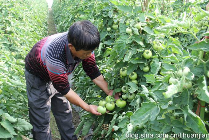 怀远县双桥村百年史话 从乡野田园到蔬菜名村的嬗变