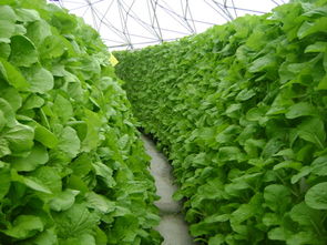 蔬菜工厂化净菜栽培 丽水农科所智能化快繁中心的创新实践